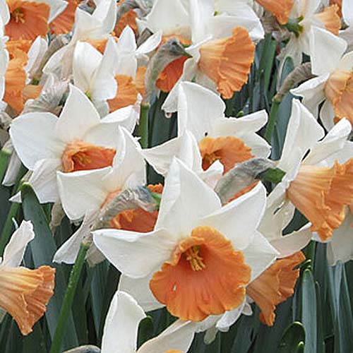 تصویر مربعی نزدیک از گل‌های سفید با مرکز نارنجی نرگس‌های «کروماکالور» که در باغ بهاری به‌صورت پراکنده رشد می‌کنند.