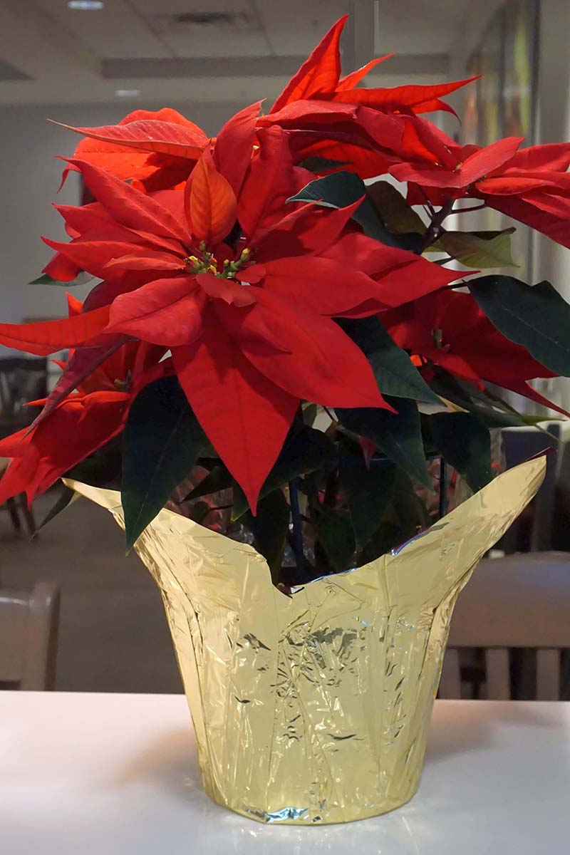 تصویر عمودی نزدیک از یک گل کریسمس در حال رشد در گلدانی با روکش فویل تزئینی طلایی که روی سطحی سفید قرار گرفته است و روی پس‌زمینه فوکوس ملایم تصویر شده است.