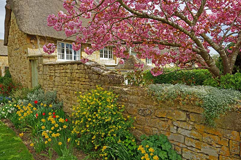 تصویری افقی از یک کلبه کاهگلی با دیوار سنگی و حاشیه باغ کاشته شده با پیازهای شکوفه بهار، با درخت ماگنولیا در پس‌زمینه.