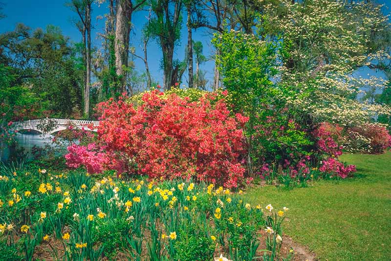 تصویری افقی از باغ بهاری کاشته شده با آزالیا و پیازهای بهاری، با درختان و آسمان آبی در پس زمینه.