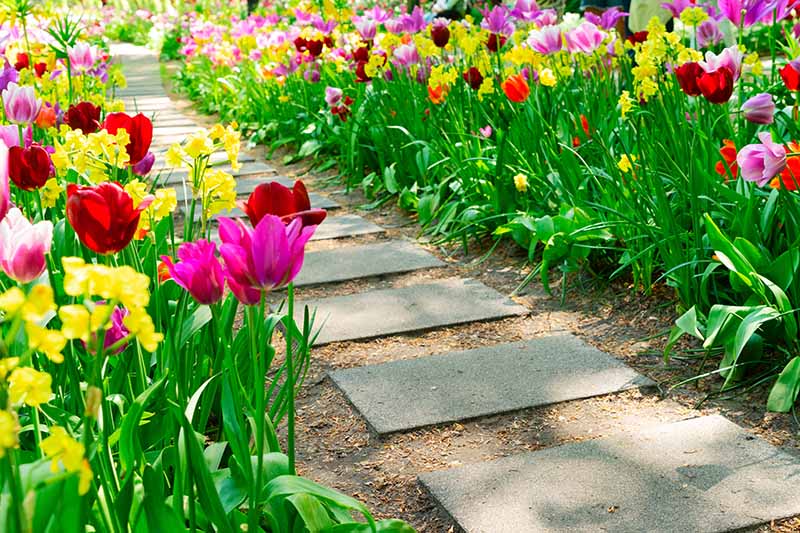 تصویر افقی نزدیک از یک مسیر بتنی بین دو حاشیه باغ کاشته شده با انواع گیاهان گلدار مختلف.