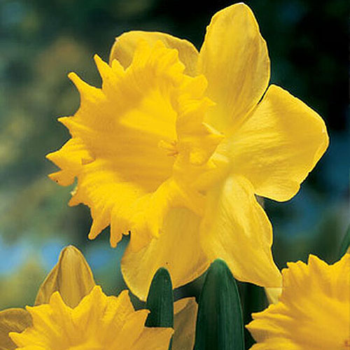 تصویر مربع نزدیک از گل نرگس زرد روشن «استاد هلندی» در حال رشد در باغ، که در زیر نور آفتاب بر روی پس‌زمینه‌ای با فوکوس ملایم تصویر شده است.