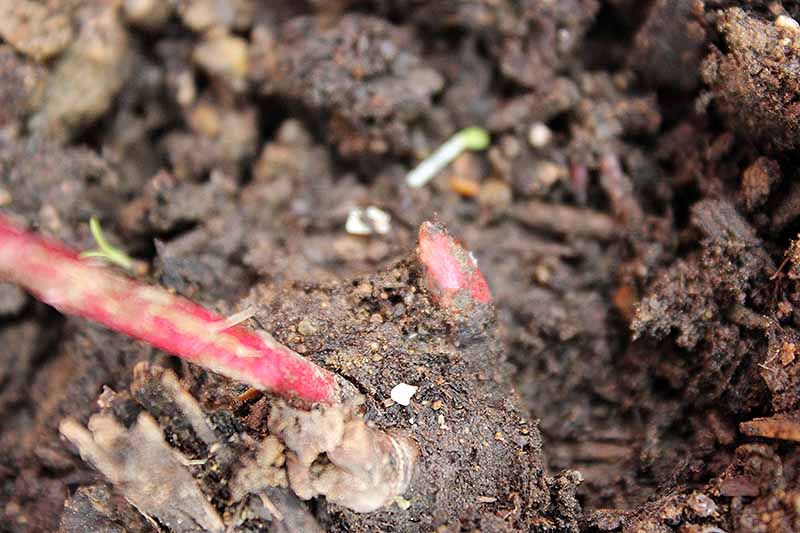تصویر افقی نزدیک از ریشه غده‌ای گیاه گل صد تومانی که چشم‌های قرمز را نشان می‌دهد که رشد آن از کجا شروع می‌شود.