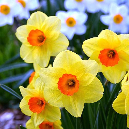 یک تصویر مربع نزدیک از نرگس‌های زرد و نارنجی «فورچون» که در باغ در آفتاب روشن رشد می‌کنند، با گل‌های سفید با فوکوس ملایم در پس‌زمینه.