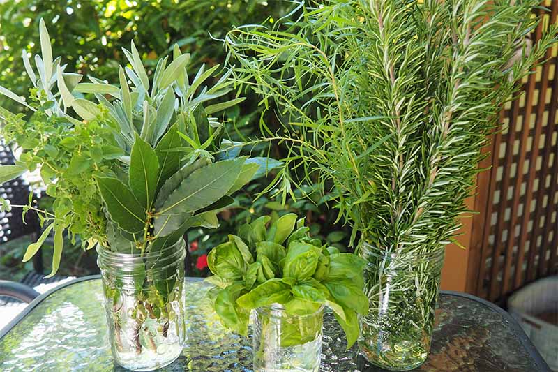تصویر افقی نزدیک از سه شیشه شیشه ای با گیاهان تازه برداشت شده از باغ آماده برای پردازش در آشپزخانه روی میز شیشه ای.