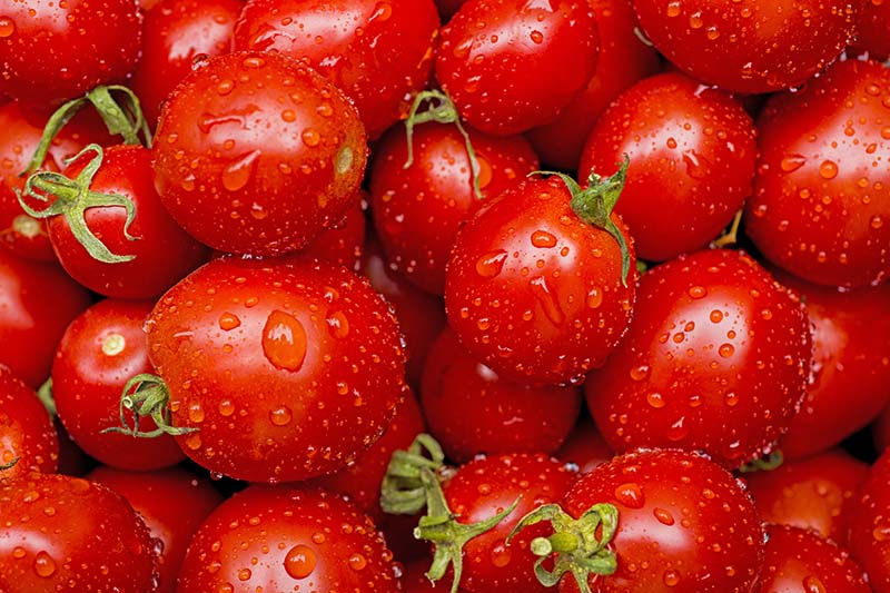 نمای نزدیک از توده ای از گوجه فرنگی گیلاسی قرمز تازه با قطرات سبک آب روی سطح میوه.