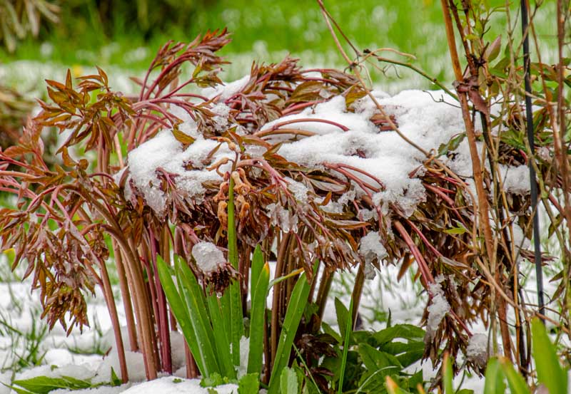 تصویر افقی نزدیک از یک گیاه گل صد تومانی چند ساله با ساقه ها و شاخ و برگ های قهوه ای مایل به قرمز که با گرد و غبار ملایم برف روی زمین و روی گیاه، در پس زمینه ای با فوکوس ملایم تصویر شده است.