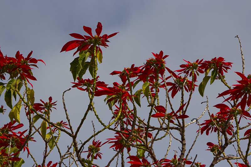 تصویری افقی از گیاهان پوانستیا با براکت های قرمز رنگارنگ و شاخ و برگ سبز در حال رشد وحشی که در پس زمینه خاکستری تصویر شده است.