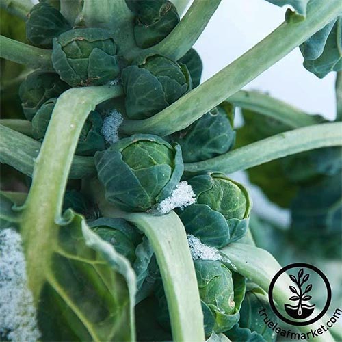 تصویر مربع نزدیک از Brassica oleracea var.  gemmifera "Long Island Improved" در باغ با جوانه های بالغ و گرد و غبار ملایم برف روی شاخ و برگ رشد می کند.  در سمت راست پایین قاب یک لوگوی دایره‌ای مشکی با متن قرار دارد.