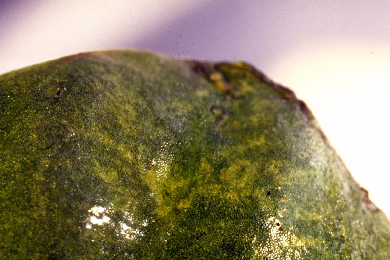 تصویر افقی نزدیک از یک بخش از یک برگ مبتلا به ویروس موزاییک که روی پس‌زمینه فوکوس نرم تصویر شده است.
