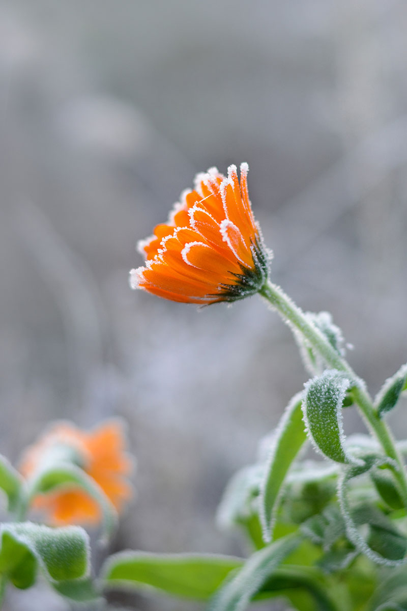 تصویر عمودی نزدیک از یک گل نارنجی روشن که با لمس سبکی از یخ پوشیده شده است.