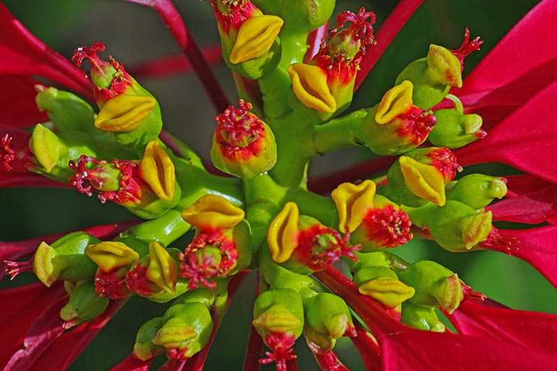 تصویر افقی نزدیک از گل‌های گیاه Euphorbia pulcherrima که توسط براکت‌های قرمز روشن احاطه شده‌اند که روی پس‌زمینه‌ای با فوکوس ملایم تصویر شده‌اند.