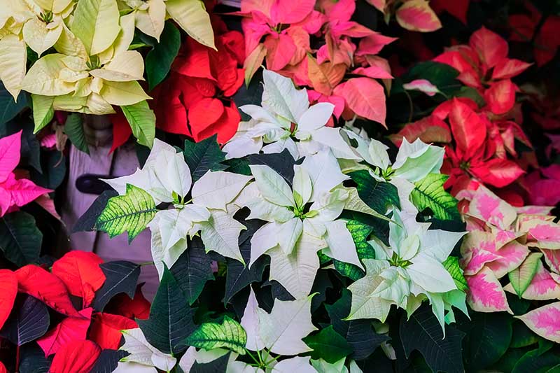 تصویر نزدیک به بالا از گل‌های کریسمس مختلف با شاخه‌های رنگارنگ در رنگ‌های صورتی، سفید، قرمز و رنگارنگ، که در پس‌زمینه‌ای با فوکوس ملایم تصویر شده است.