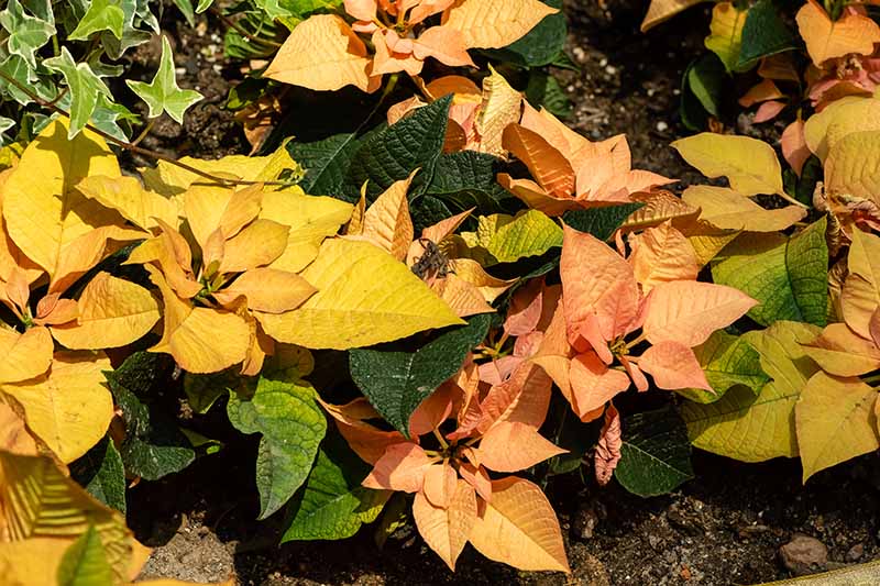 یک تصویر افقی نزدیک از یک Euphorbia pulcherrima زرد پر رنگ «برگ‌های پاییزی» که در باغ در آفتاب روشن رشد می‌کند.