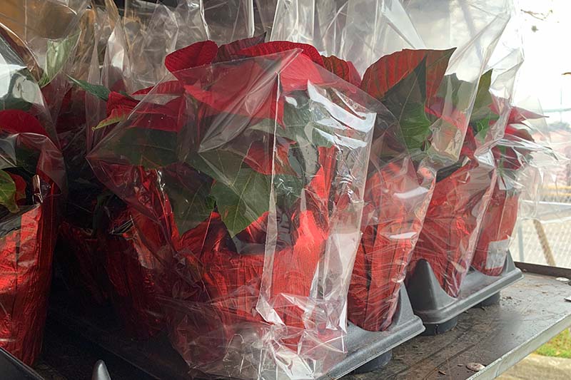 تصویر افقی نزدیک از مجموعه‌ای از گیاهان پونستیا در گلدان‌هایی که با لفاف‌های سلفون احاطه شده‌اند تا از آنها در حین حمل و نقل محافظت کنند.