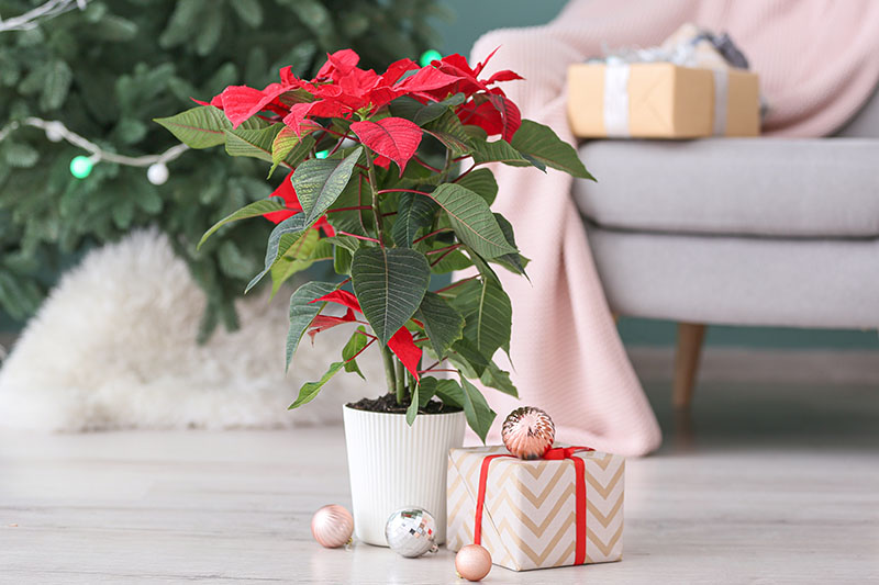 تصویری افقی از یک اتاق نشیمن با گیاه Euphorbia pulcherrima در گلدان سفیدی که روی زمین با تزئینات کریسمس و یک هدیه در کنار آن و یک درخت و هدایا با فوکوس ملایم در پس‌زمینه قرار دارد.