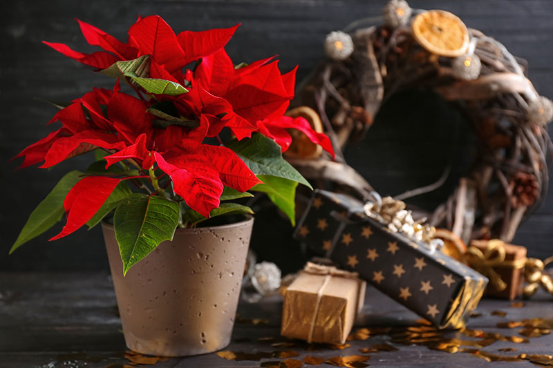 تصویر افقی نزدیک از یک گیاه پوانستیا با براکت‌های قرمز روشن و برگ‌های سبز که در یک گلدان تزئینی رشد می‌کنند، در سمت راست قاب، هدایای کریسمس و یک تاج گل با فوکوس ملایم، همه روی یک سطح چوبی قرار گرفته‌اند.