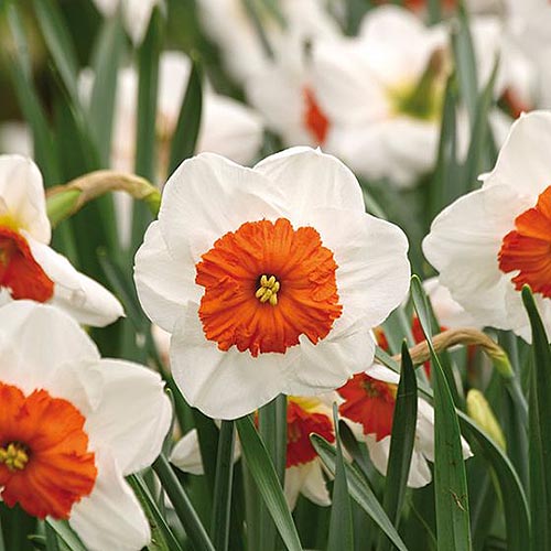 تصویر مربع نزدیک از گل‌های سفید با مرکز نارنجی «پروفسور انیشتین» که در باغ بهار رشد می‌کند.