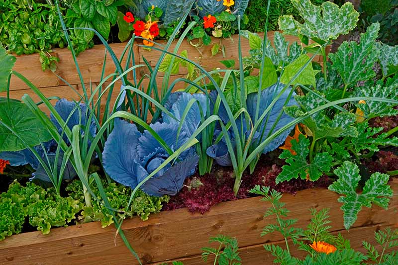 تصویر افقی نزدیک از یک تخت چوبی بلند باغی که در حال رشد انواع سبزیجات مختلف است.