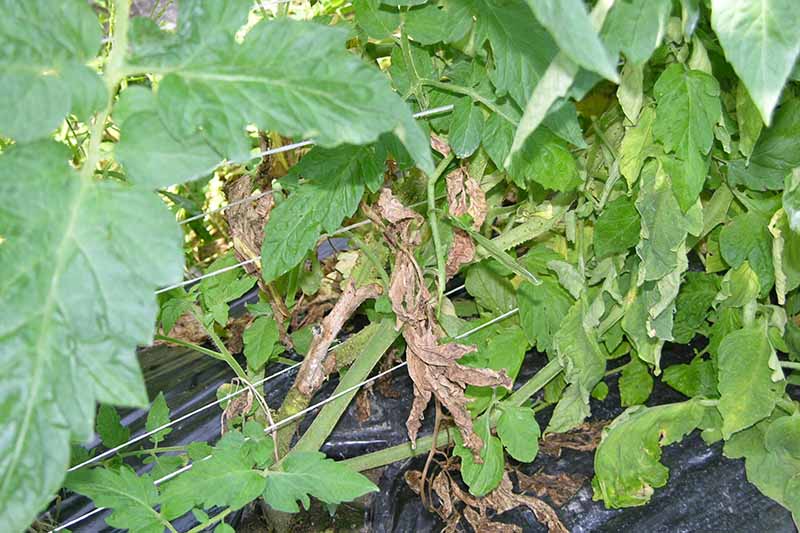 تصویر افقی نزدیک از گیاهان گوجه فرنگی در حال رشد در باغ که علائم پوسیدگی چوب اسکلروتینیا را نشان می دهد که باعث پژمردگی و مرگ آنها می شود.