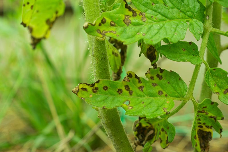 تصویر افقی نزدیک از برگ‌های یک گیاه گوجه‌فرنگی که از بیماری به نام سپتوریا رنج می‌برد، روی یک پس‌زمینه سبز با فوکوس ملایم تصویر شده است.
