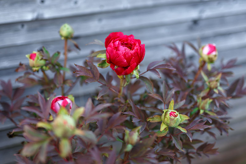 تصویر افقی نزدیک از یک گل قرمز با شاخ و برگ قرمز مایل به قهوه‌ای با حصار چوبی در فوکوس ملایم در پس‌زمینه.