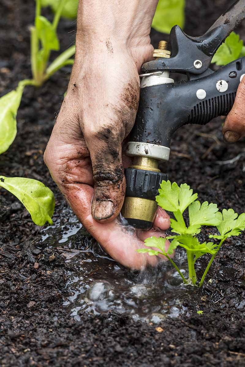 تصویر عمودی نزدیک از دستی که شلنگ اسپری را در دست گرفته و به گیاه کوچک Apium graveolens در باغ آب می دهد.