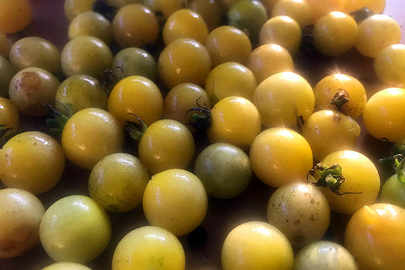 یک تصویر افقی نزدیک از گوجه فرنگی گیلاسی تازه برداشت شده آماده برای قرار دادن در فریزر.