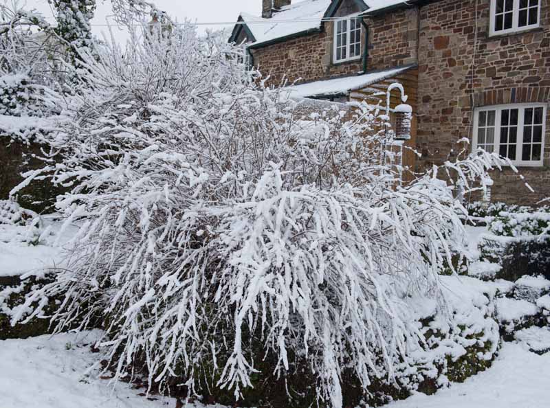 تصویر افقی نزدیک از یک درختچه بزرگ چند ساله پوشیده از برف در خارج از یک خانه سنگی.