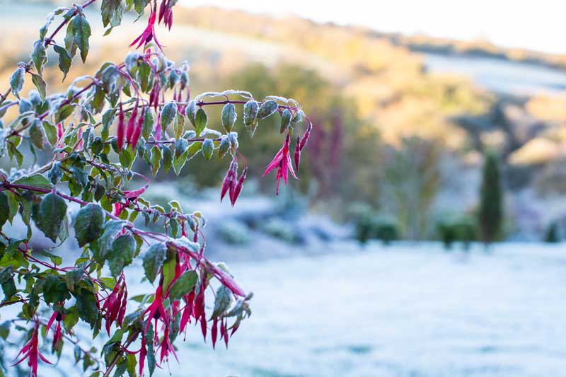 تصویر افقی نزدیک از یک گیاه با گل های قرمز روشن و شاخ و برگ سبز روشن پوشیده از گرد و غبار یخبندان.  در پس‌زمینه، منظره‌ای زمستانی با فوکوس ملایم است که در زیر نور آفتاب به تصویر کشیده شده است.