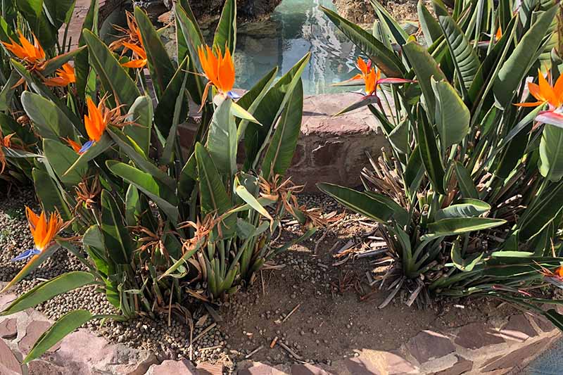تصویر افقی نزدیک از گیاهان پرنده بهشتی در حال رشد در حاشیه آفتابی در باغ، با حوضی در پس‌زمینه، در زیر نور آفتاب روشن.