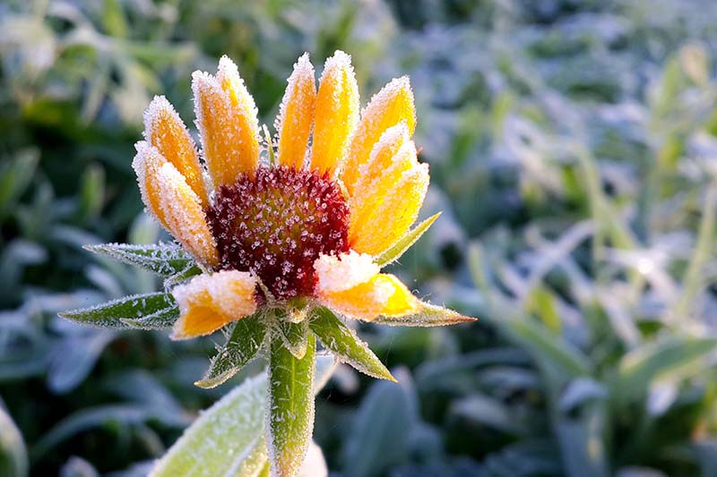تصویر افقی نزدیک از یک گل کوچک زرد رنگ پوشیده از گرد و غبار ملایم یخبندان که در آفتاب روشن در پس‌زمینه‌ای با فوکوس ملایم تصویر شده است.