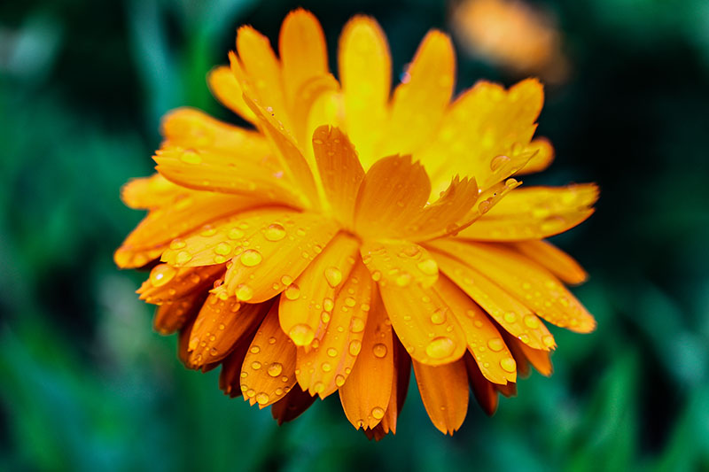 تصویر افقی نزدیک از یک گل نارنجی کوچک با قطرات باران که گلبرگ‌ها را پوشانده است، در تصویر پس‌زمینه فوکوس نرم.