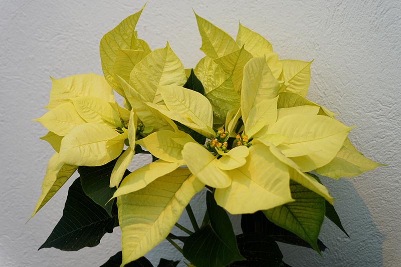 نمای نزدیک از یک Euphorbia pulcherrima «Candy Wintergreen» که در گلدانی رشد می‌کند، با براکت‌های زرد روی پس‌زمینه سفید.
