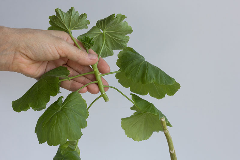 یک تصویر افقی نزدیک از دست از سمت چپ قاب که برش ساقه‌ای گرفته شده از گیاه شمعدانی را در پس‌زمینه خاکستری بالا گرفته است.