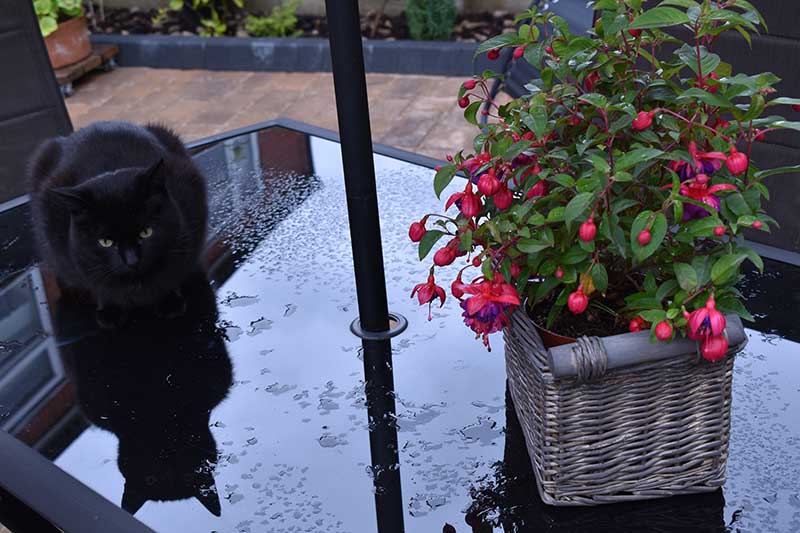 تصویر افقی نزدیک از یک گیاه گلدانی در یک سبد حصیری که روی میز پاسیو با یک گربه سیاه در سمت چپ قاب قرار گرفته است.