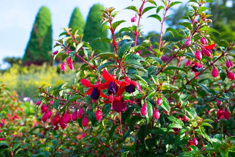 تصویر افقی نزدیک از گل‌های قرمز روشن و بنفش در حال رشد در باغ که در زیر نور آفتاب روی پس‌زمینه‌ای با فوکوس ملایم تصویر شده است.