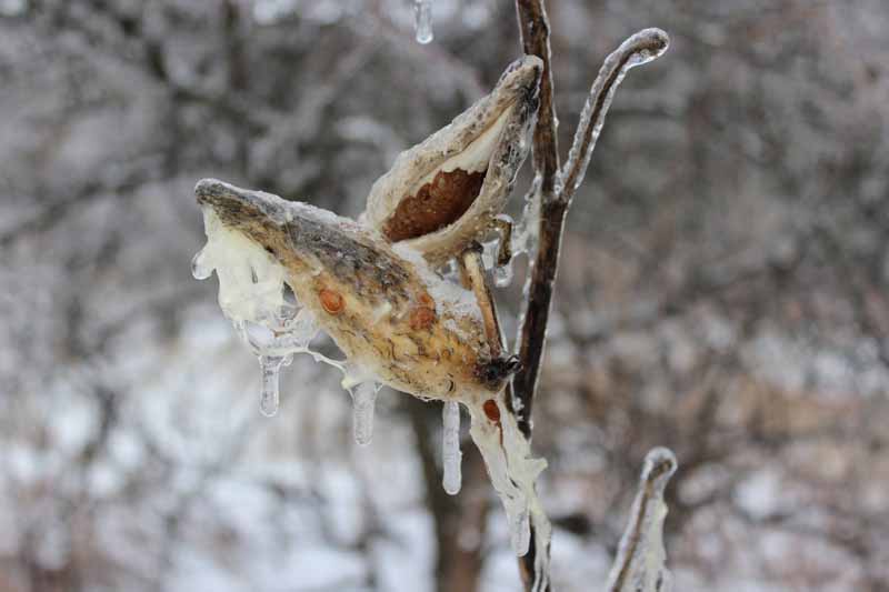 تصویر افقی نزدیک از گیاه آسکلپیاس که گلدهی خود را به پایان رسانده و بذر می‌دهد، پوشیده از یخبندان در باغ زمستانی، روی پس‌زمینه فوکوس ملایم تصویر شده است.