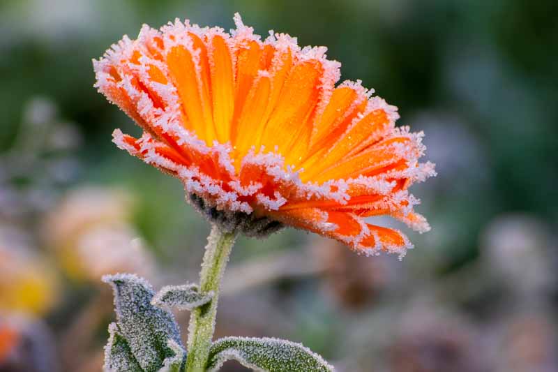 تصویر افقی نزدیک از یک گل نارنجی روشن پوشیده از یخبندان که روی پس‌زمینه فوکوس ملایم تصویر شده است.