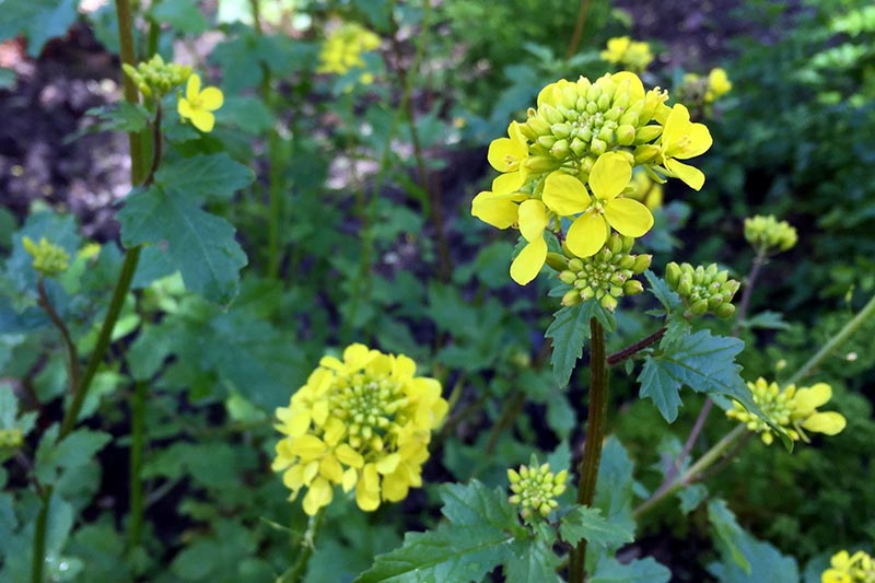 تصویر افقی نزدیک از گل‌های زرد روشن که در بالای ساقه‌های بلند شکل می‌گیرند که در پس‌زمینه‌ای با فوکوس ملایم تصویر شده است.