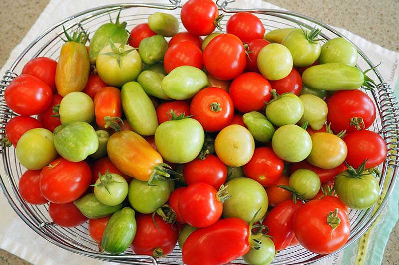 تصویر افقی نزدیک از یک سبد سیمی فلزی حاوی مجموعه‌ای از گوجه‌فرنگی‌های رسیده قرمز و میوه‌های نارس سبز که روی پارچه‌ای روی میز قرار گرفته‌اند.
