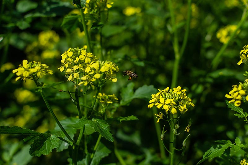 تصویر افقی نزدیک از زنبوری که در حال فرود آمدن بر روی یک گل زرد است که در زیر نور آفتاب در پس‌زمینه‌ای با فوکوس ملایم به تصویر کشیده شده است.