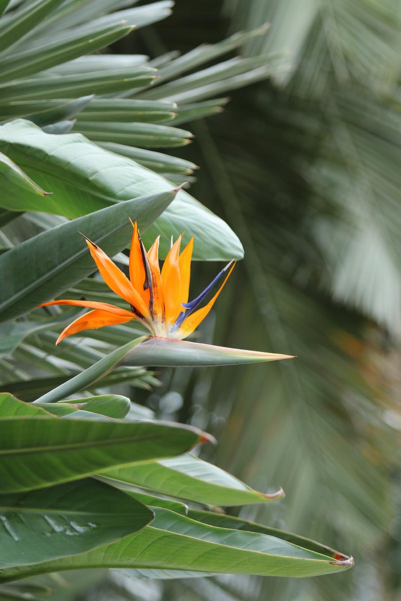 تصویر عمودی نزدیک از Strelitzia juncea در حال رشد در باغ با برگ‌های باریک که روی پس‌زمینه‌ای با فوکوس ملایم تصویر شده است.