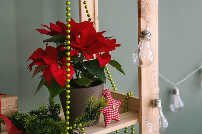 تصویر افقی نزدیک از یک قفسه چوبی که برای تعطیلات با تزئینات، چراغ‌ها و گیاه Euphorbia pulcherrima تزئین شده است.