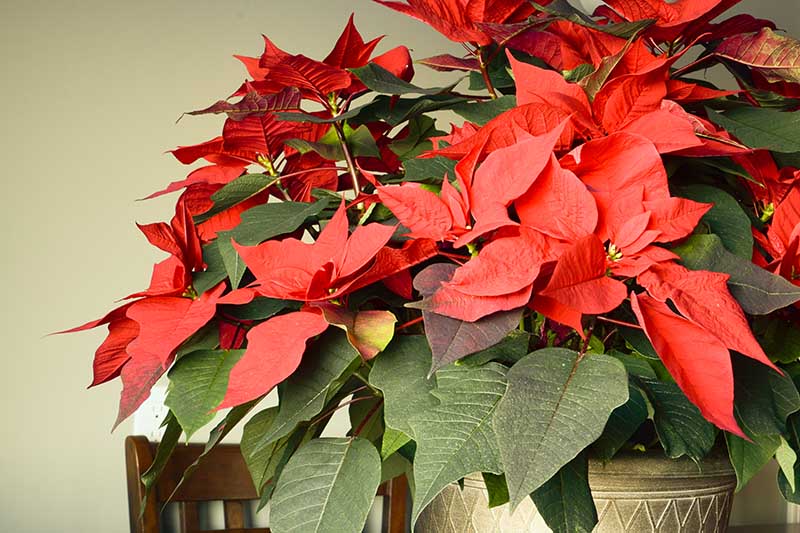 تصویر افقی نزدیک از یک گل بزرگ کریسمس بالغ با شاخه های قرمز روشن در یک گلدان تزئینی طلایی که در داخل خانه رشد می کند.