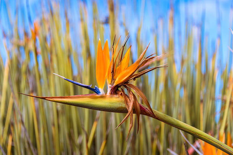 تصویر افقی نزدیک از گیاه Strelitzia juncea که در باغ در زیر نور آفتاب روشن روی پس‌زمینه آسمان آبی رشد می‌کند.