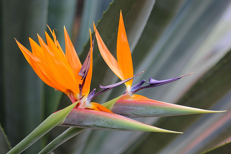 تصویر افقی نزدیک از گل‌های نارنجی روشن Strelitzia reginae که در باغ رشد می‌کنند، روی پس‌زمینه‌ای با فوکوس نرم.