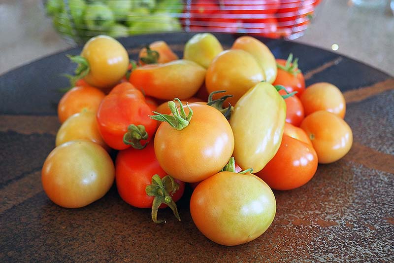 یک تصویر افقی نزدیک از مجموعه‌ای از گوجه‌فرنگی‌ها که روی میز برای رسیدن قرار گرفته‌اند.  میوه ها در مراحل مختلفی هستند، برخی هنوز سبز و برخی دیگر تقریبا قرمز هستند.