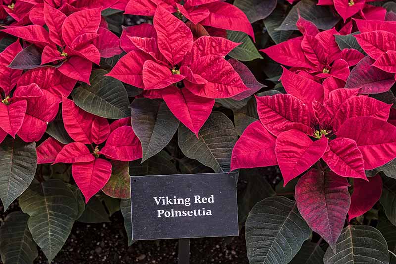 تصویر افقی نزدیک از تعدادی گلدان Euphorbia pulcherrima 'Viking Red' با علامت کوچک در پیش زمینه.