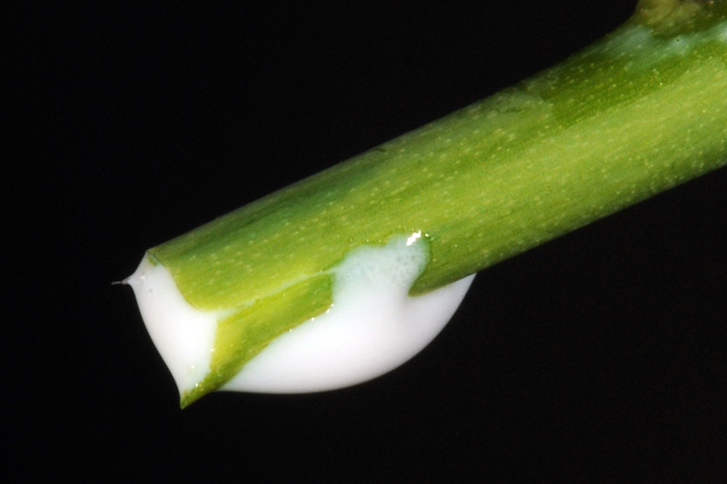 تصویر افقی نزدیک از شیره سفید از گیاه Euphorbia pulcherrima در پس زمینه تیره.